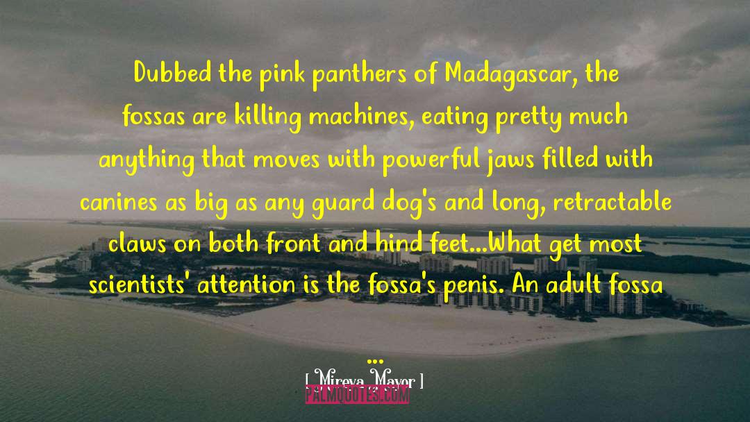 Lemurs Of Madagascar quotes by Mireya Mayor