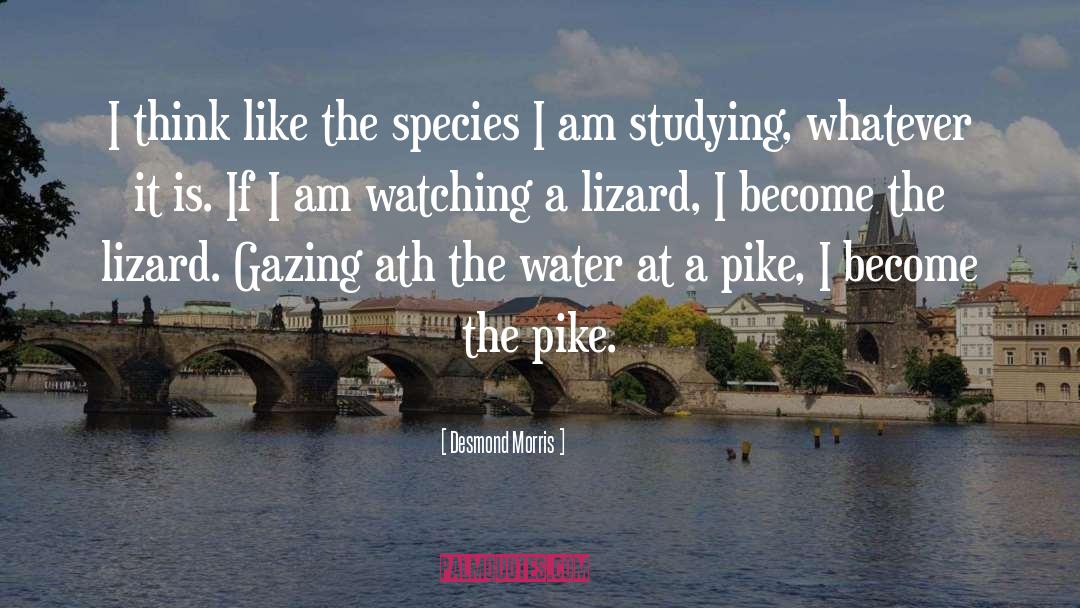 Lizard quotes by Desmond Morris