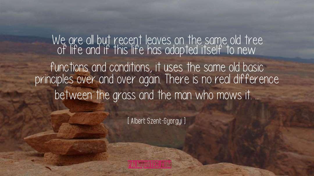 Lovallo Tree quotes by Albert Szent-Gyorgyi