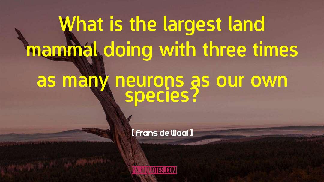 Mammal quotes by Frans De Waal