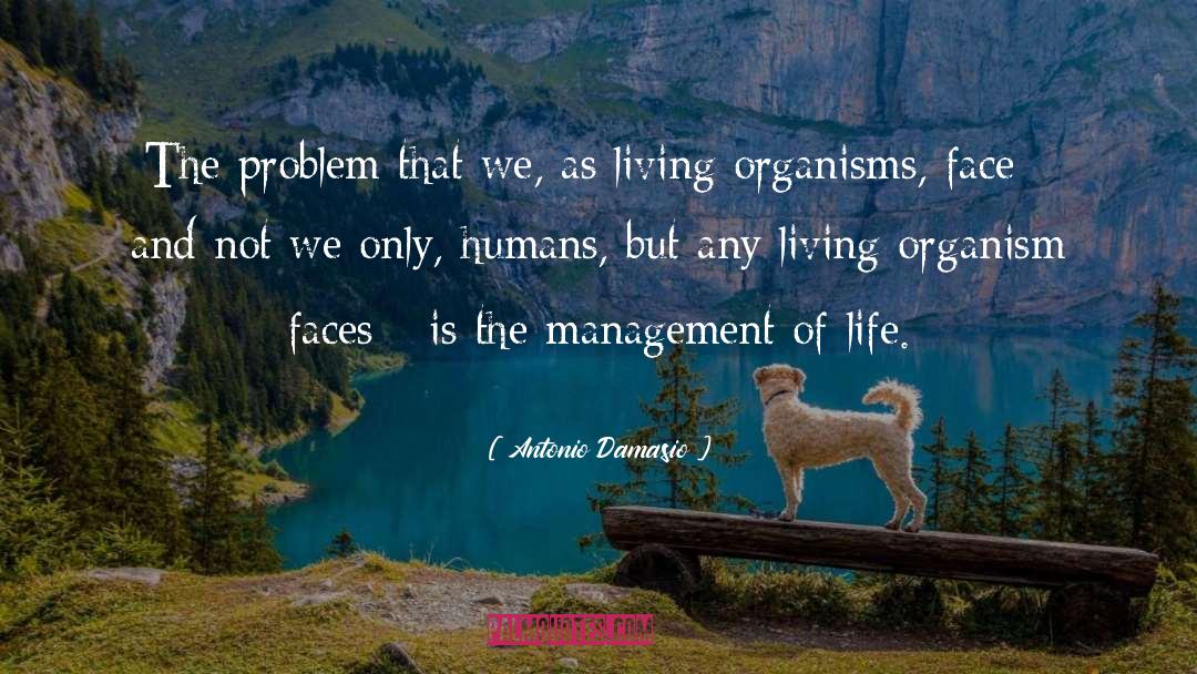Management quotes by Antonio Damasio