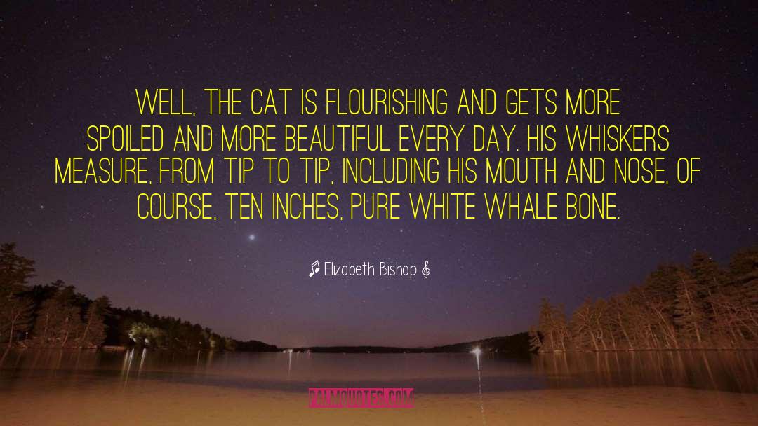 Melville White Whale quotes by Elizabeth Bishop