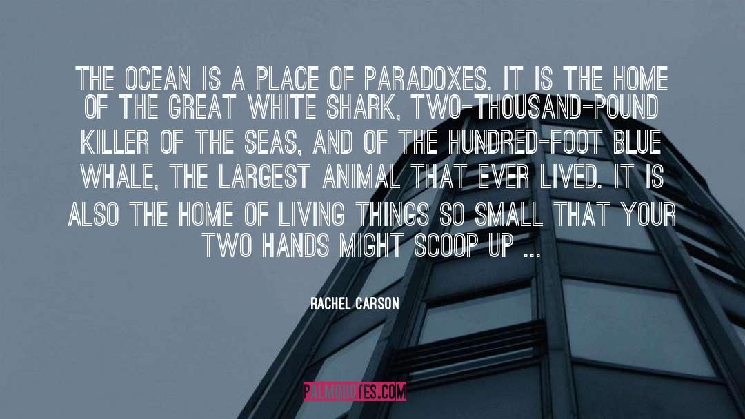 Melville White Whale quotes by Rachel Carson