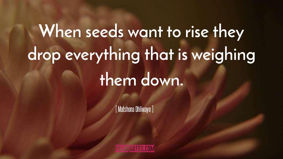 Mentuccia Seeds quotes by Matshona Dhliwayo