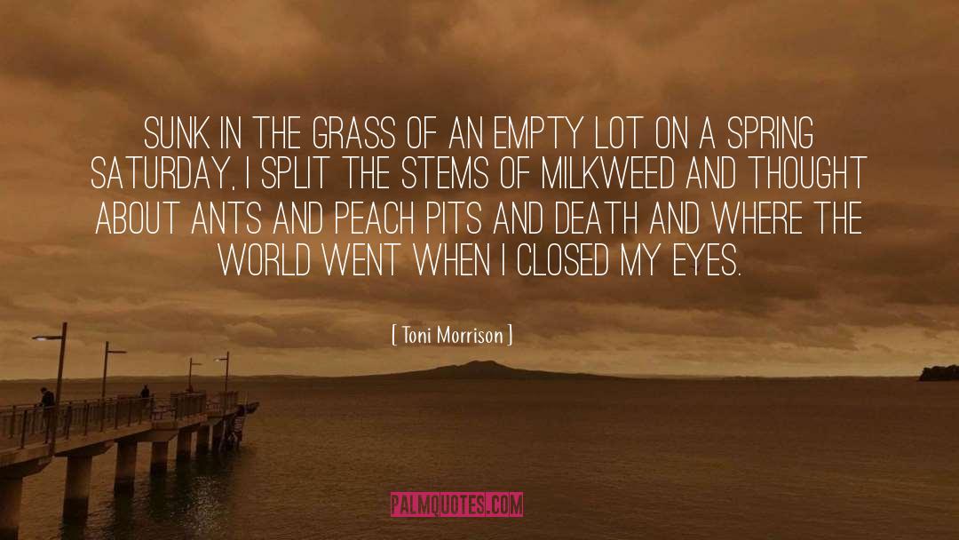 Milkweed quotes by Toni Morrison