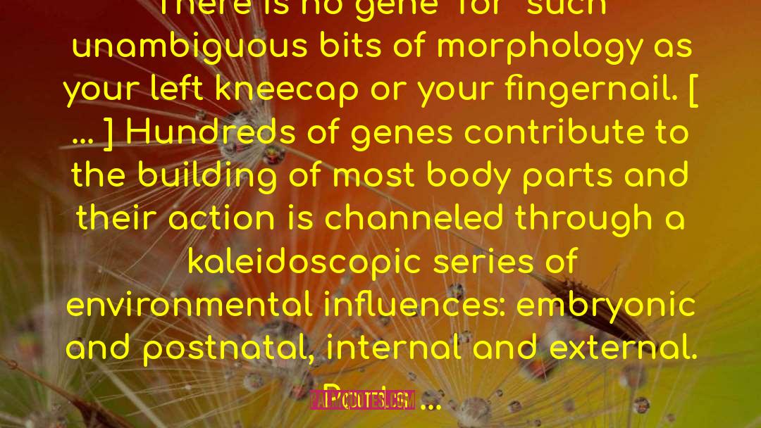 Morphology quotes by Stephen Jay Gould