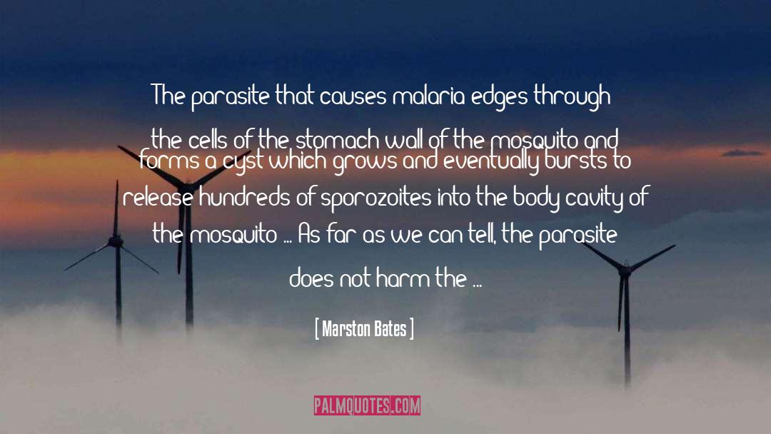 Mosquito quotes by Marston Bates