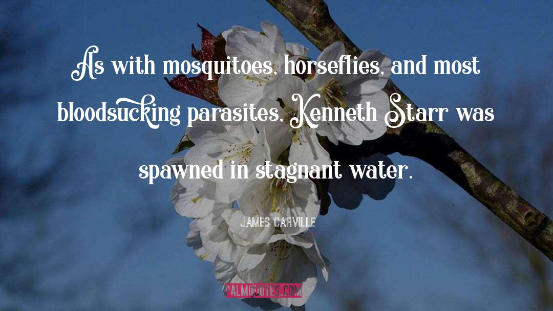 Mosquitoes quotes by James Carville