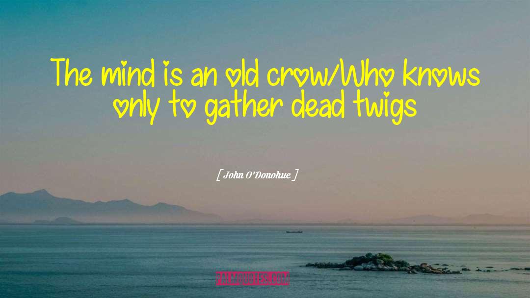 Nestling Crow quotes by John O'Donohue