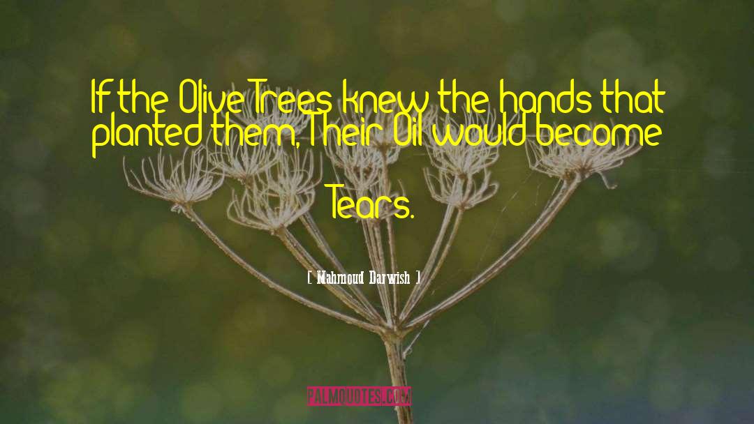 Olive Trees quotes by Mahmoud Darwish
