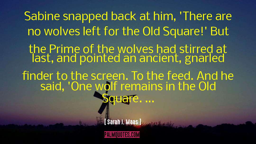 One Wolf quotes by Sarah J. Maas