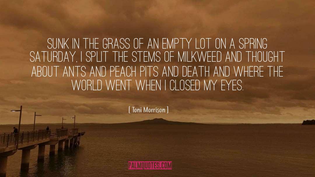 Peach Pits quotes by Toni Morrison