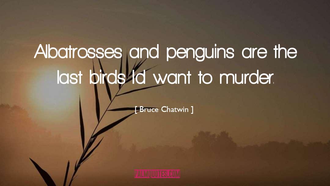 Penguins quotes by Bruce Chatwin