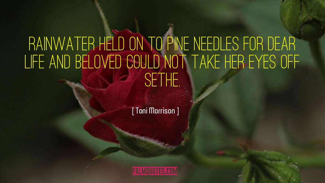 Petrarchs Beloved quotes by Toni Morrison