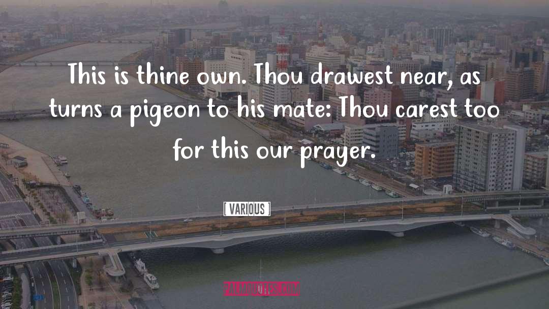 Pigeon quotes by Various