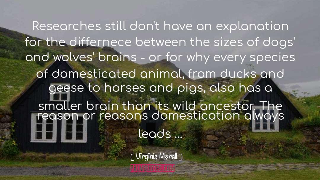 Pigs quotes by Virginia Morell