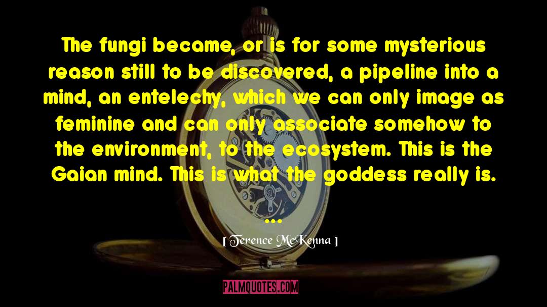 Pipeline quotes by Terence McKenna