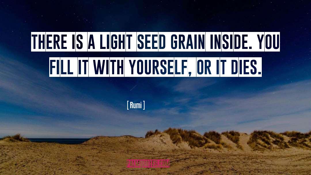 Plant A Seed quotes by Rumi