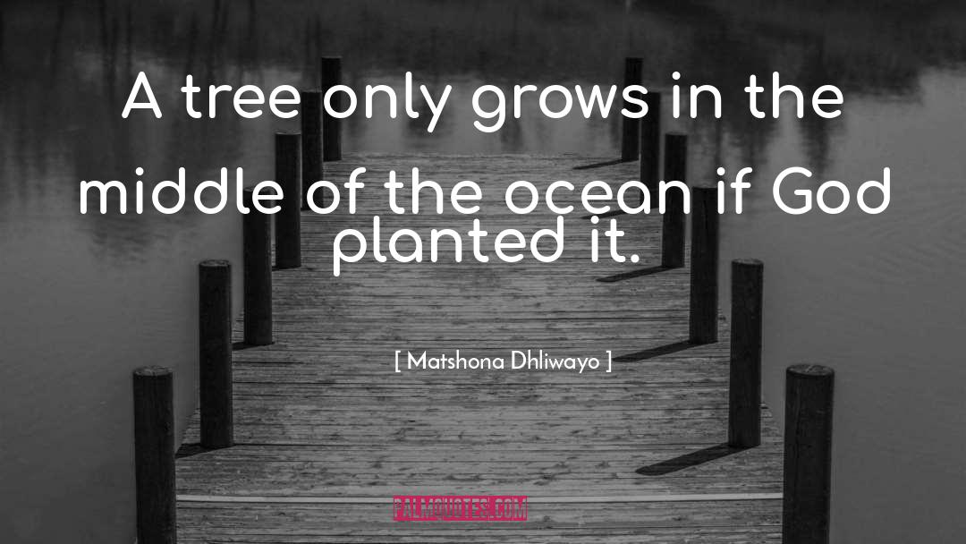 Planted quotes by Matshona Dhliwayo