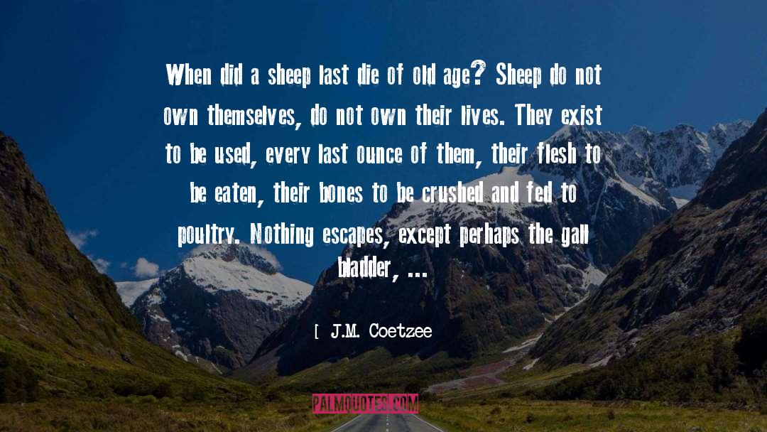 Plasson Poultry quotes by J.M. Coetzee