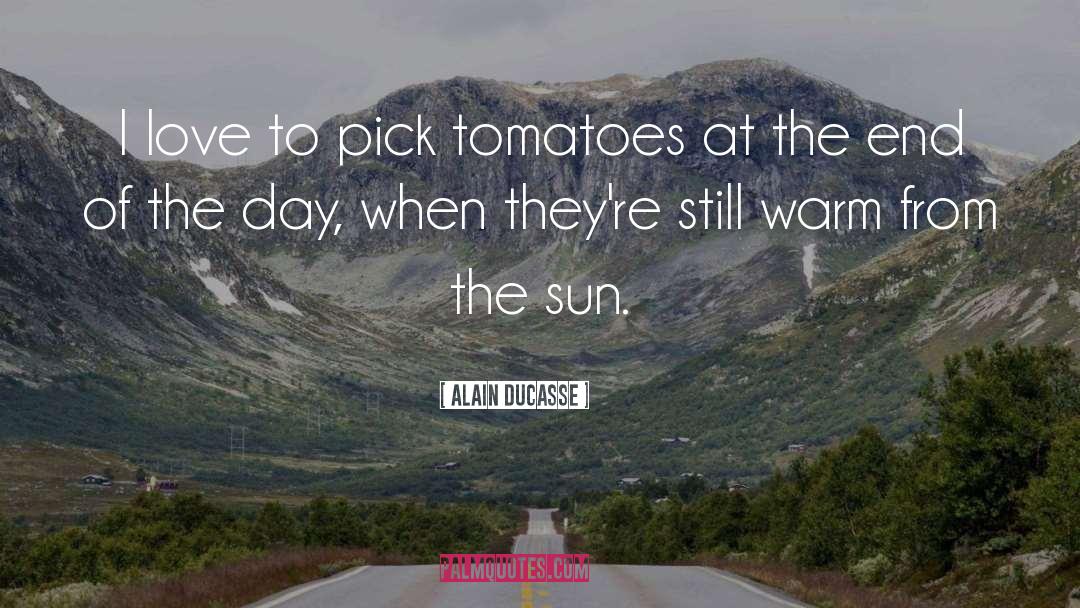 Pollinating Tomatoes quotes by Alain Ducasse