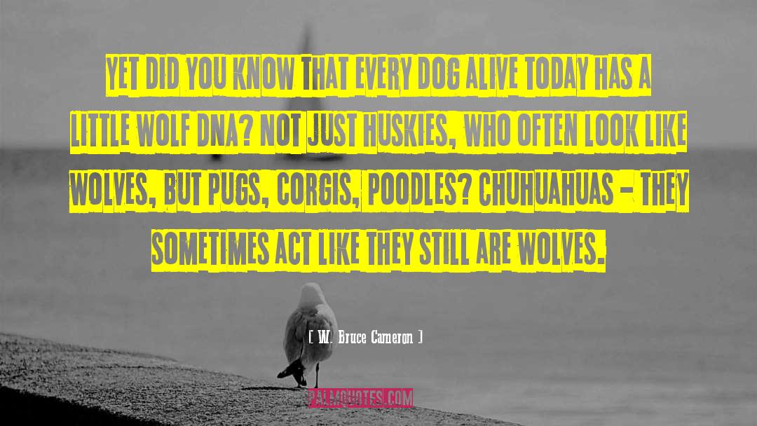 Poodles quotes by W. Bruce Cameron