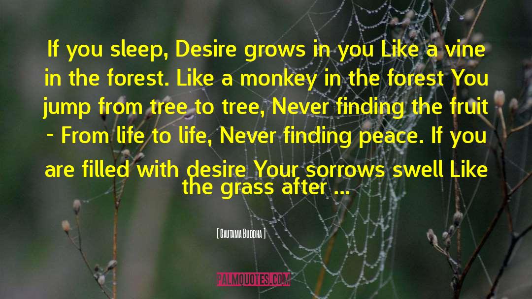 Preface A Tree Grows In Brooklyn quotes by Gautama Buddha