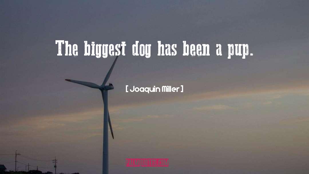 Pups quotes by Joaquin Miller