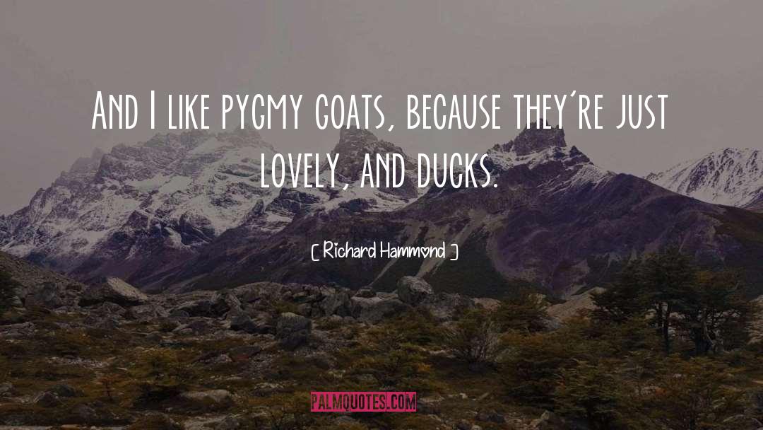 Pygmy quotes by Richard Hammond