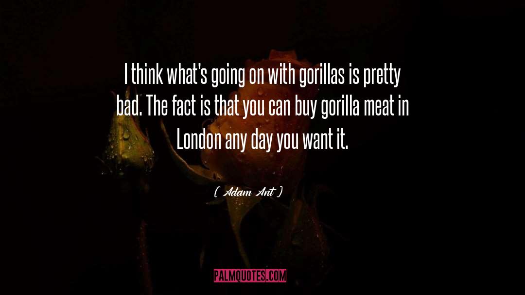 Pyromaniac Gorillas quotes by Adam Ant