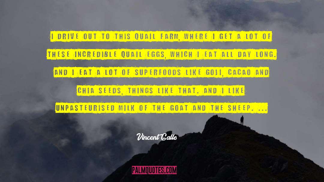 Quails quotes by Vincent Gallo