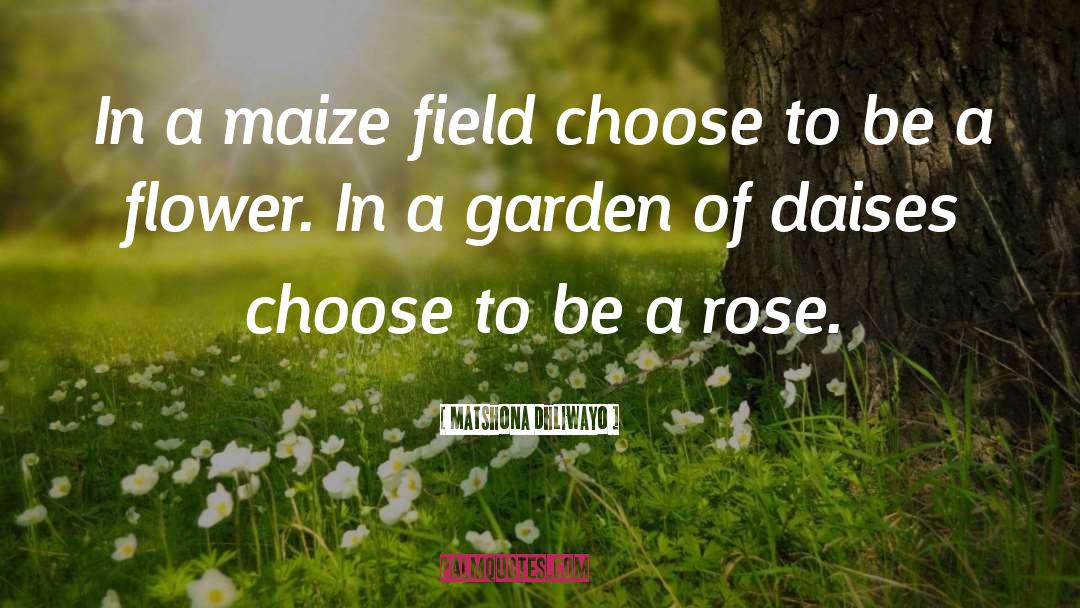 R Rose quotes by Matshona Dhliwayo