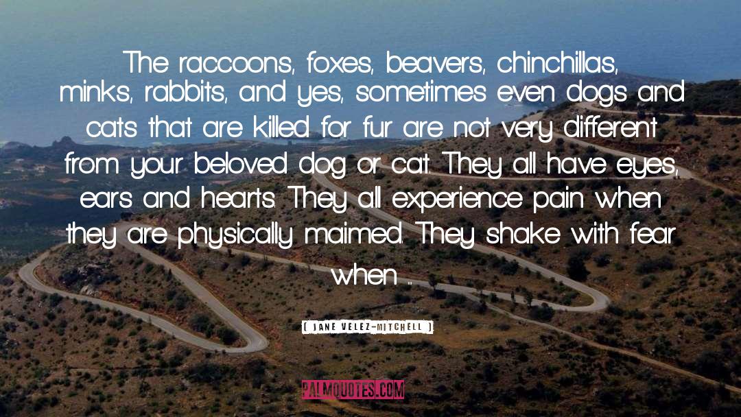 Raccoons quotes by Jane Velez-Mitchell