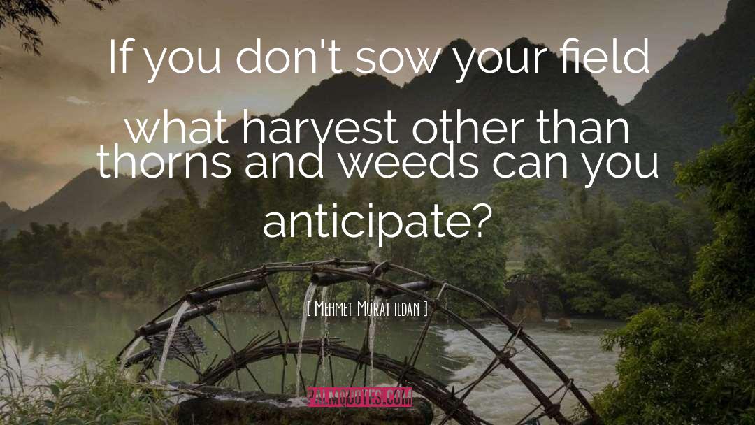 Reap What You Sow quotes by Mehmet Murat Ildan
