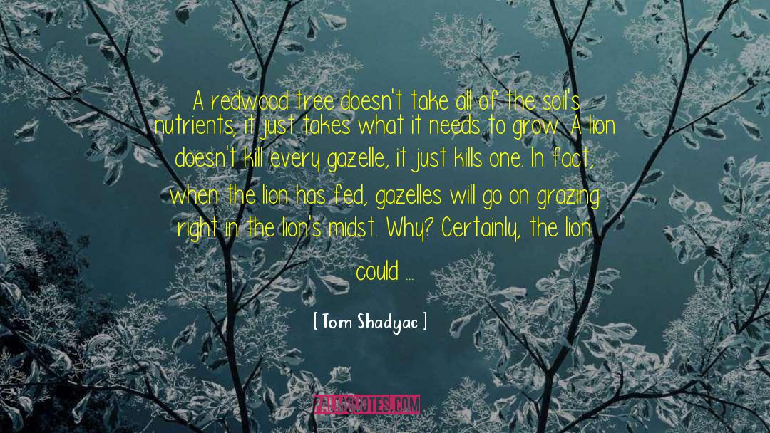 Redwood quotes by Tom Shadyac