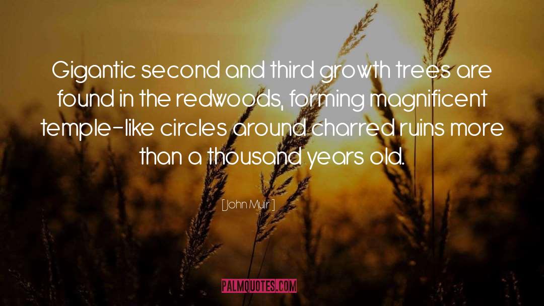 Redwoods quotes by John Muir