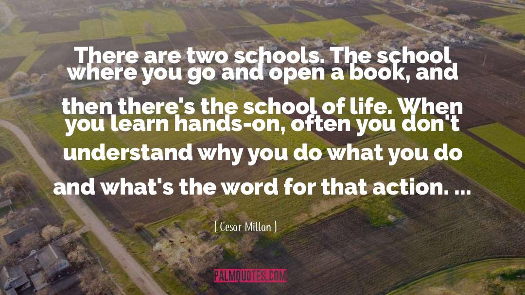 Reform Schools quotes by Cesar Millan