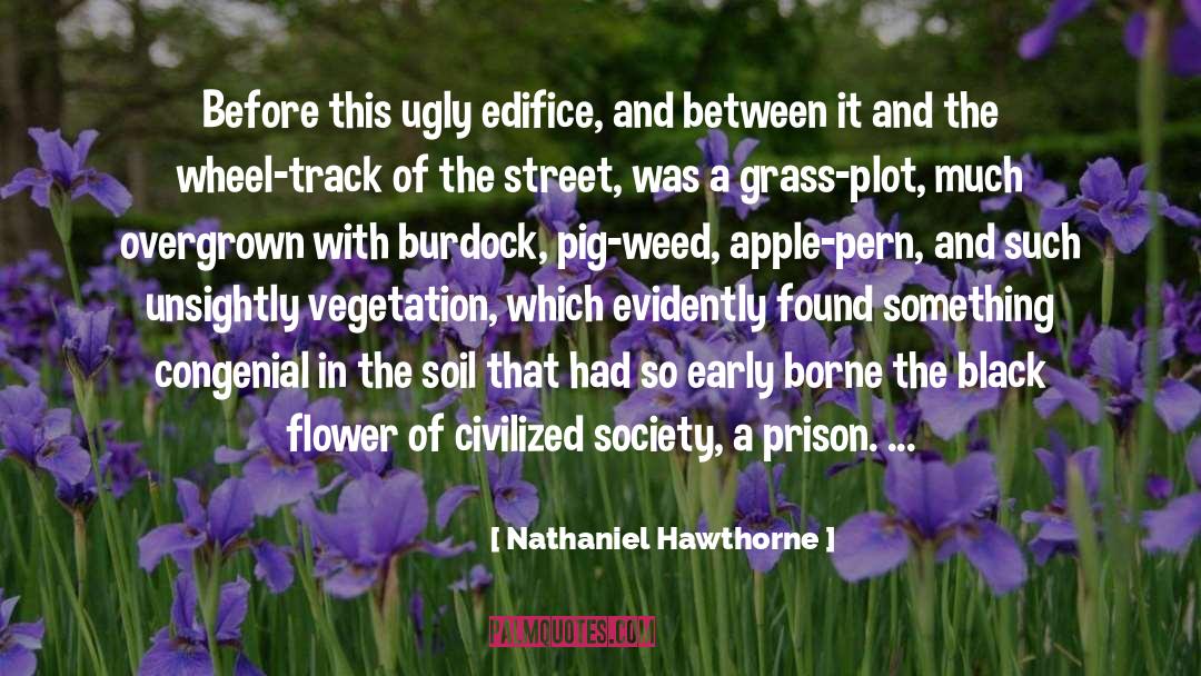 Rose Flower quotes by Nathaniel Hawthorne