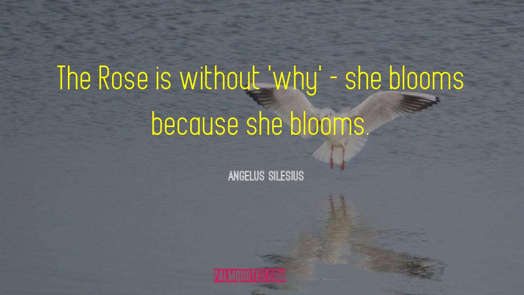 Rose Petal quotes by Angelus Silesius