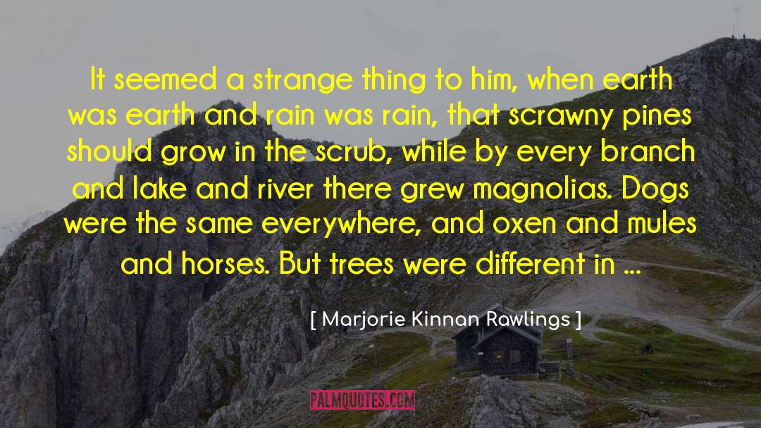 Saddest Dog quotes by Marjorie Kinnan Rawlings