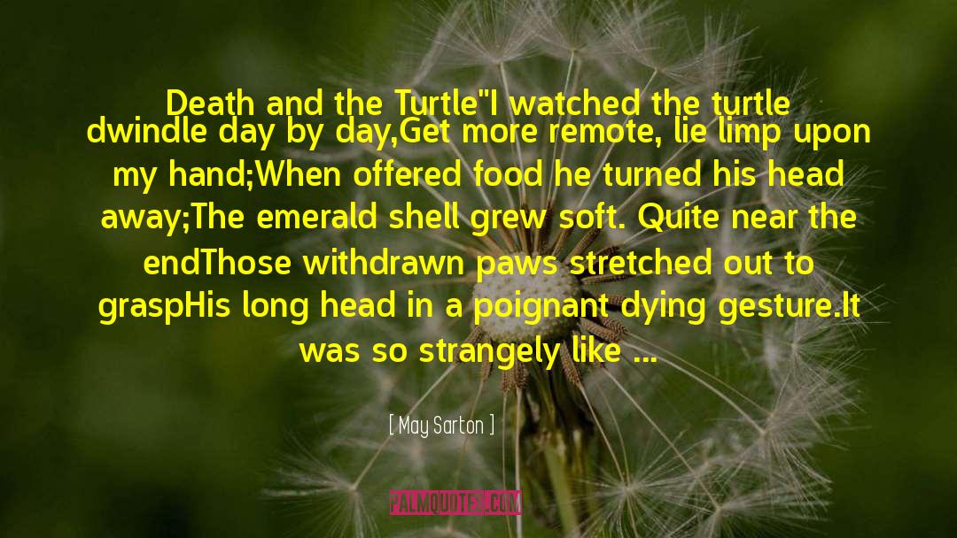 Savvy Turtle Day quotes by May Sarton