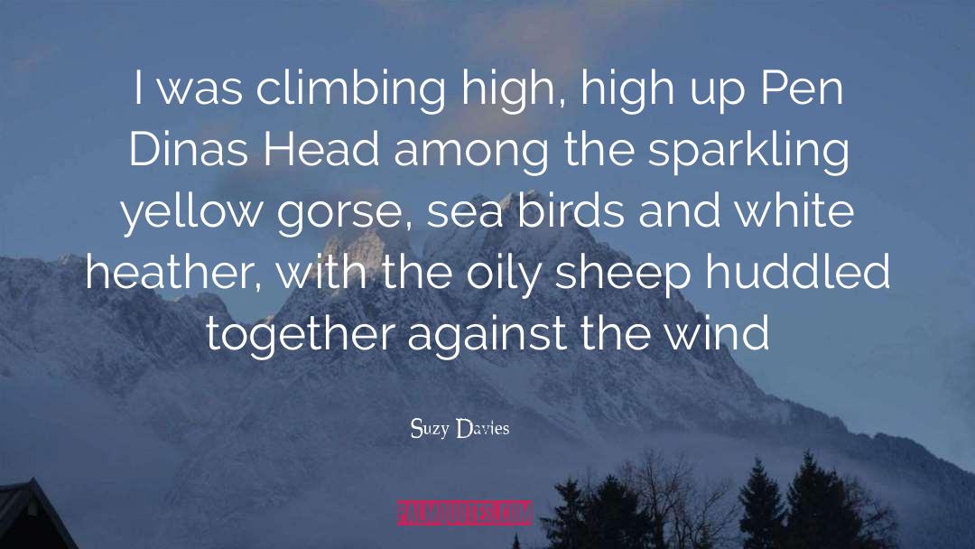 Sea Birds quotes by Suzy Davies