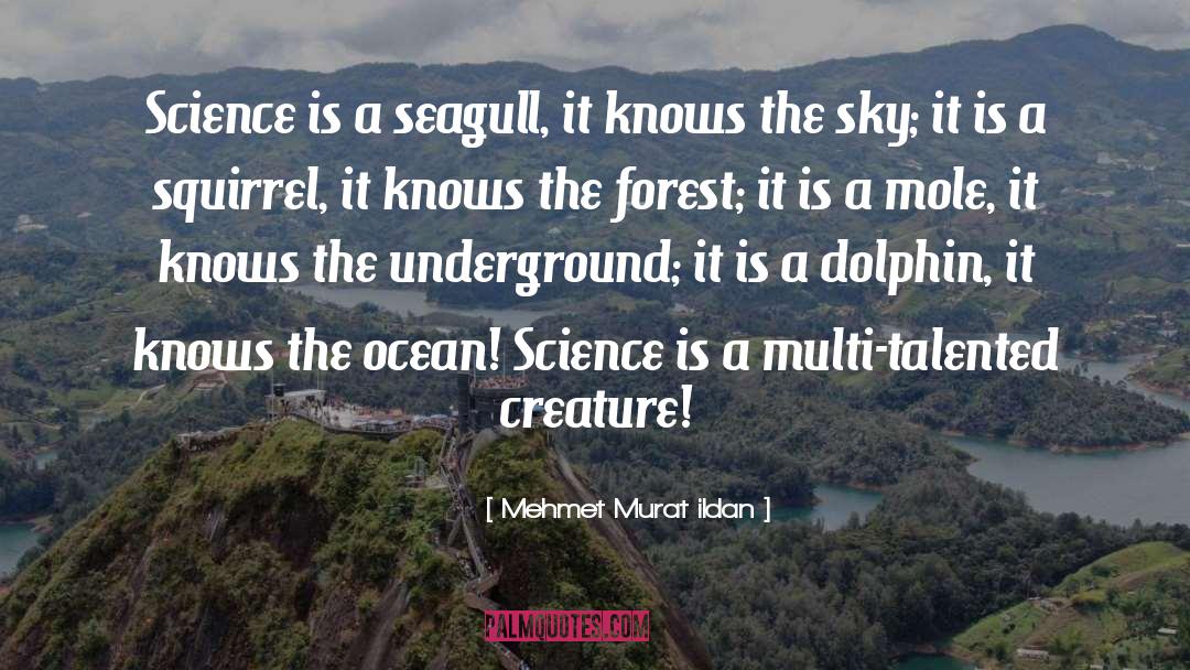 Seagull quotes by Mehmet Murat Ildan