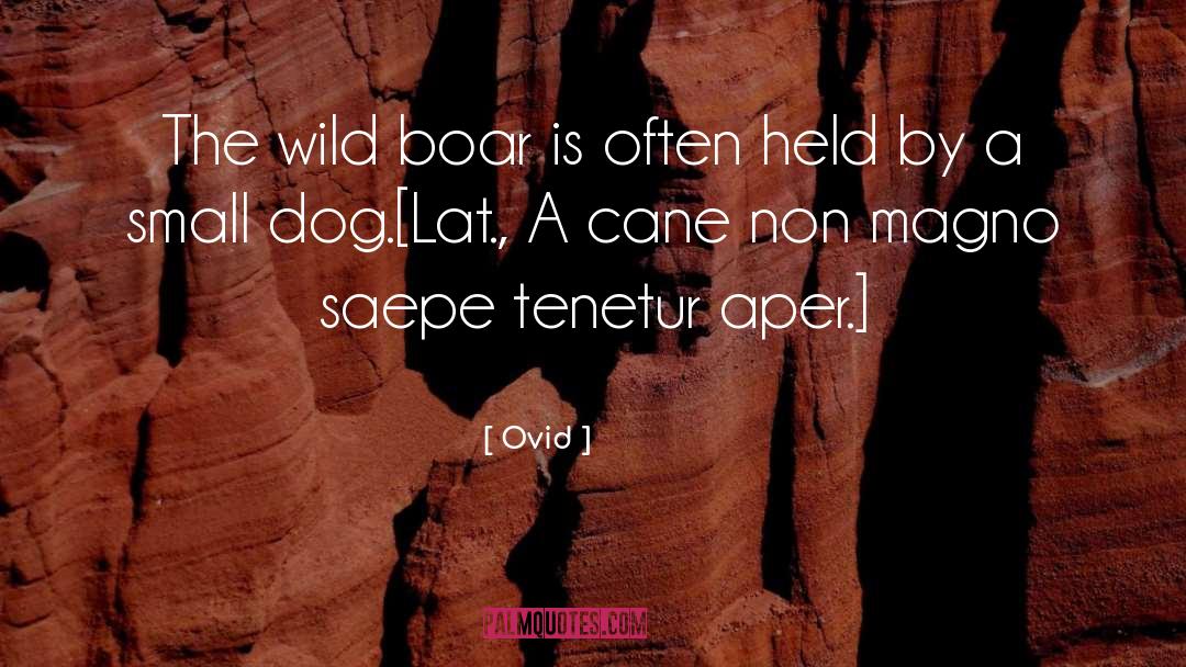 Small Dogs quotes by Ovid