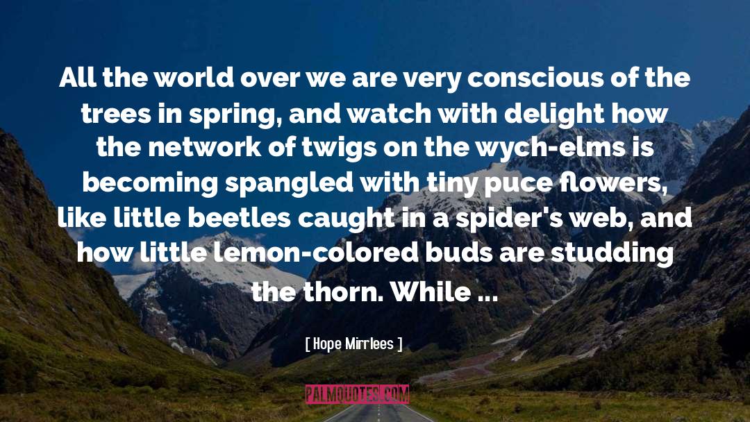 Spiders quotes by Hope Mirrlees