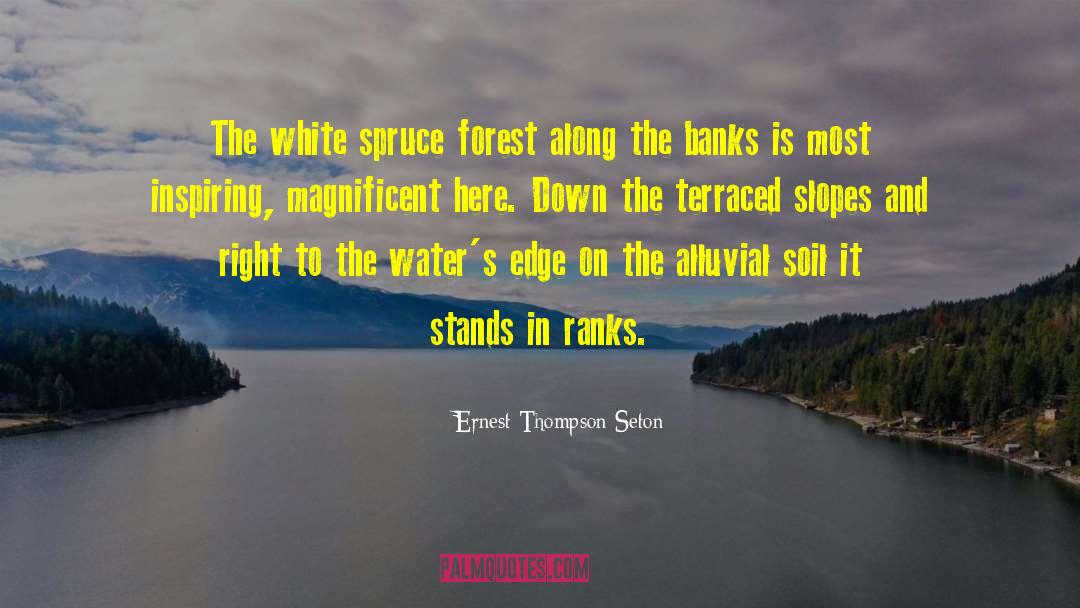 Spruce quotes by Ernest Thompson Seton