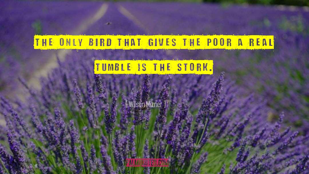 Stork quotes by Wilson Mizner