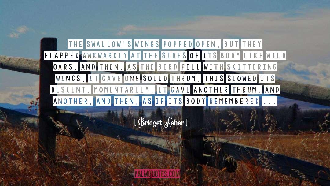 Swallows quotes by Bridget Asher