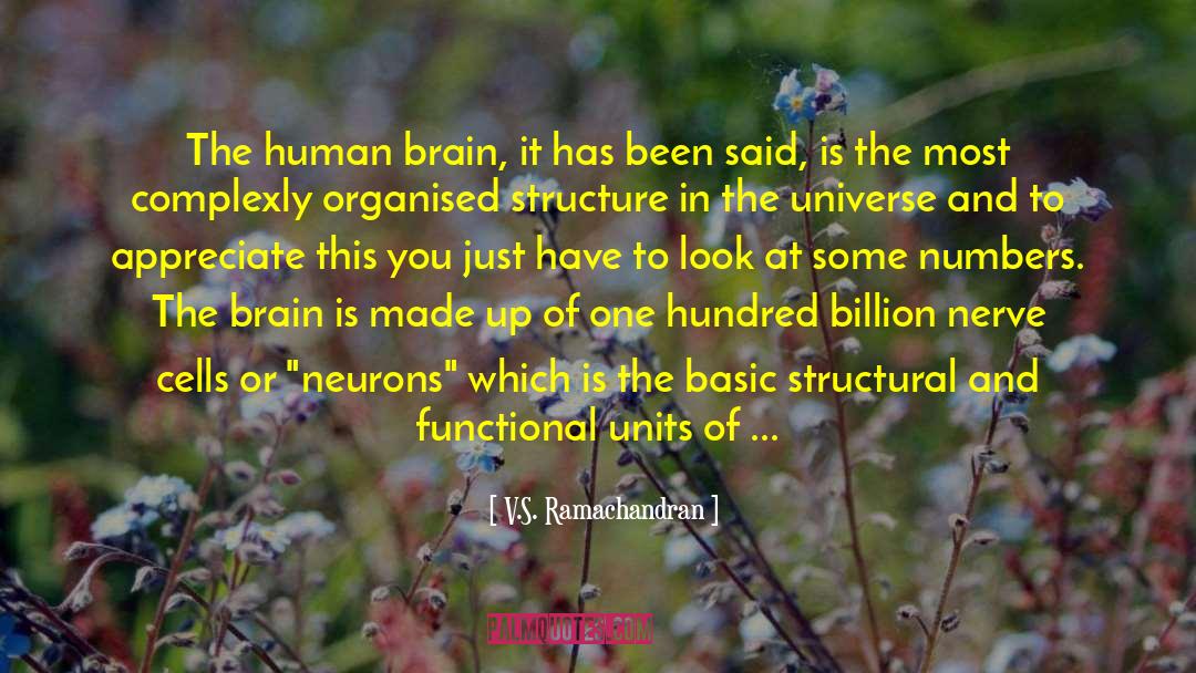 Synapses quotes by V.S. Ramachandran