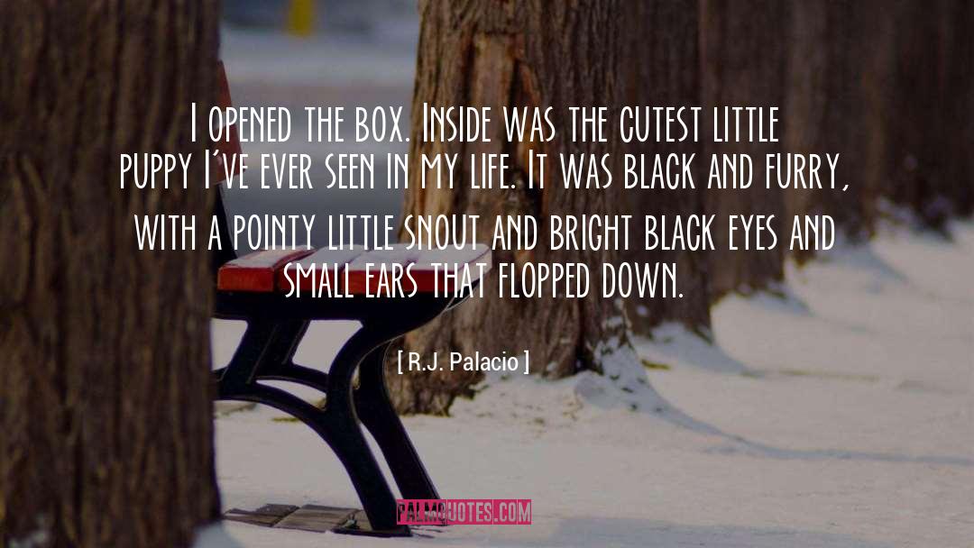 The Box quotes by R.J. Palacio